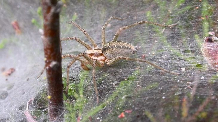 Once away from the pack, an isolated spider started exhibiting aggressiveness, and social isolation changed the way the spider perceived other members of the same species.