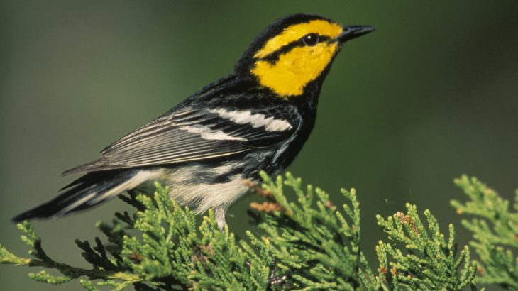 Deputy Secretary of the Interior Susan Combs has called for more unbiased science used for endangered species protections, but her own record shows a clear bias.