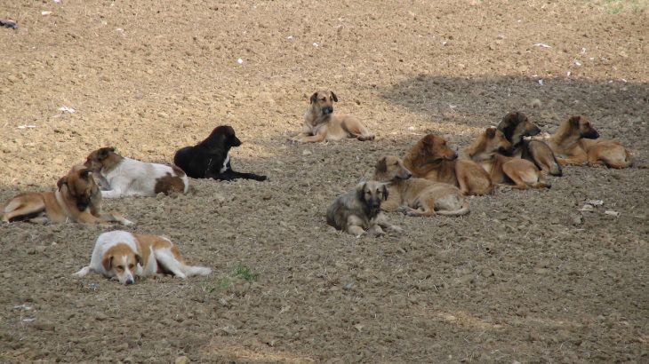 Dogs in the middle of the pack are more likely to assert their dominance in hopes of moving up and establishing a pecking order.