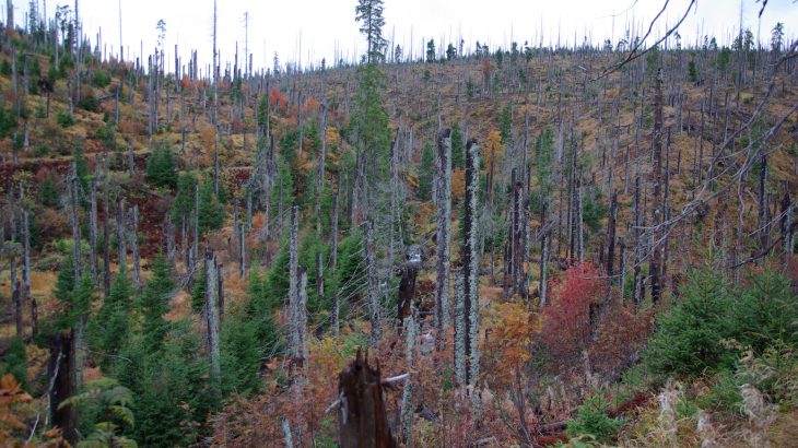 A population boom of bark beetles caused the destruction of about 40 million cubic meters of wood in Central Europe.