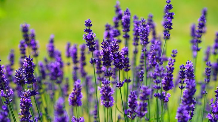 lavender growing an herb garden