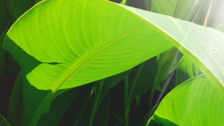 It’s a point of contention and a hotly debated topic as to whether or not plants feel pain or have a brain capable of consciousness like other living vertebrates.