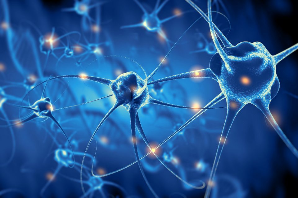 Scientists assemble the first full diagram of an animal’s nervous system •