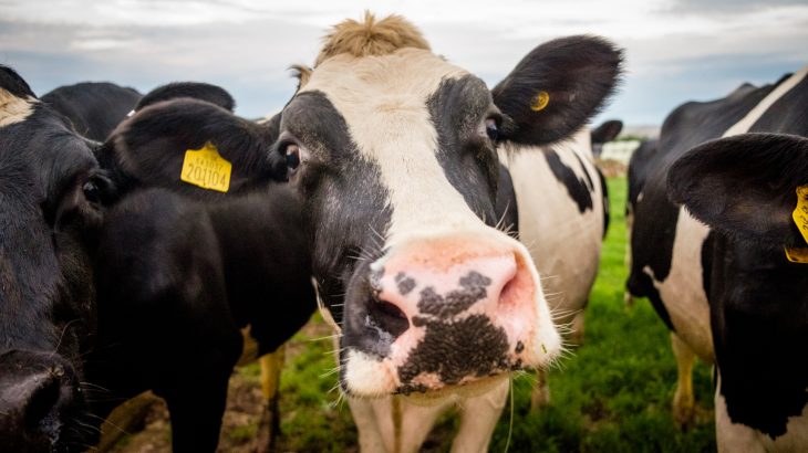 Dairy cows contain the same group of microbes, and these microorganisms control methane emissions produced by digestion, new research shows.
