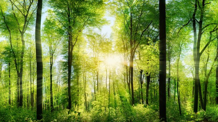 Critical new research from the Crowther Lab has revealed that restoring forests is the single most effective solution for mitigating climate change.
