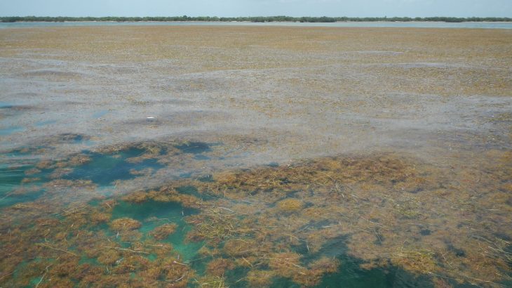 A team of experts has discovered the world's largest bloom of macroalgae which stretched from the west coast of Africa to the Gulf of Mexico last year.