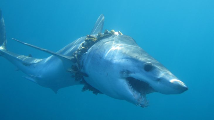 Scientists at the University of Exeter have determined that hundreds of sharks and rays have been tangled in plastic marine waste.
