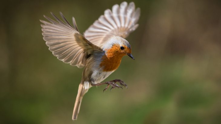 Traffic noise and other city sounds have been found to be harmful to robins as they can hinder the bird’s hearing.