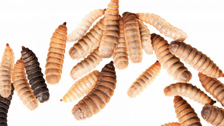 A new report from the Washington Post describes how the harvesting of black soldier fly larvae has the potential to "revolutionize the way we feed the world."