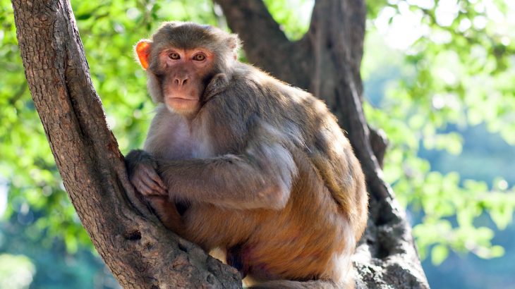 The research, which was designed to give experts a better understanding of human brain development, has sparked controversy over whether this type of experimentation is ethical.