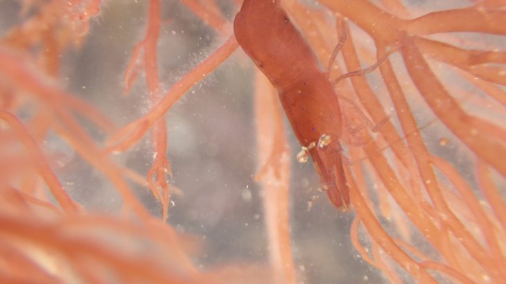 A study led by the University of Exeter has revealed that chameleon prawns can change color to coincide with seasonal changes in the surrounding seaweed.