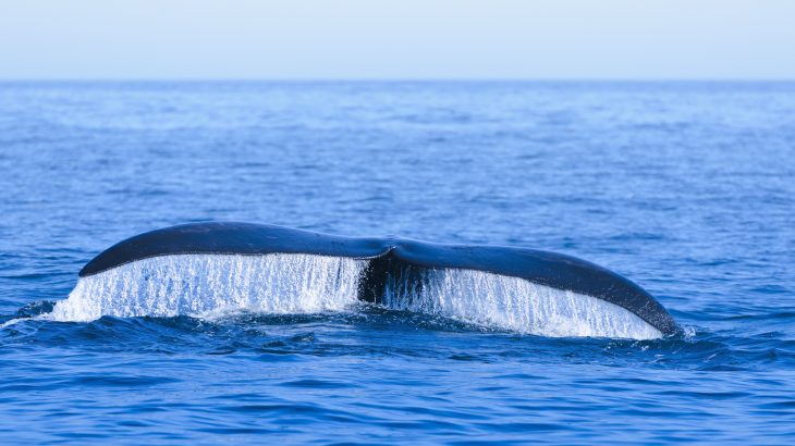 There are about 400 remaining North Atlantic right whales left, and if these deaths foretell a trend, it could lead to disastrous population declines.