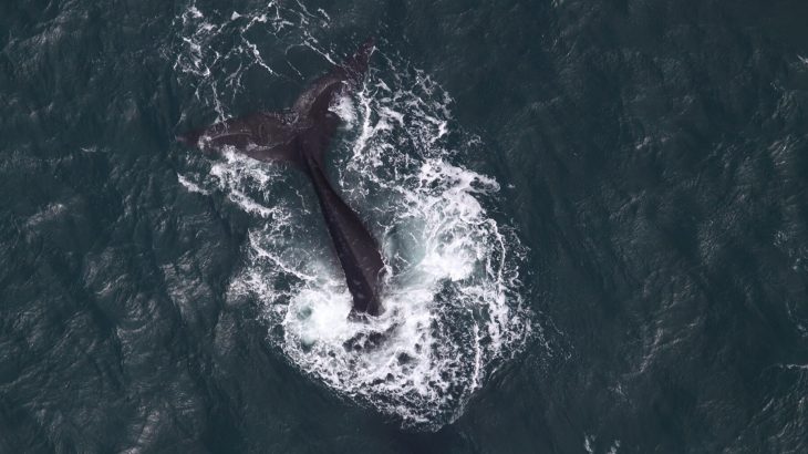 NOAA reports that for the first time, researchers have successfully recorded North Pacific right whales singing.