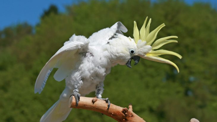 A new analysis of the dancing cockatoo named Snowball has revealed that the bird responds to music with diverse and coordinated movements.