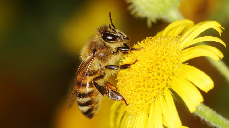 The US Department of Agriculture recently announced that it was temporarily suspending data collection for the annual Honey Bee Colonies report.