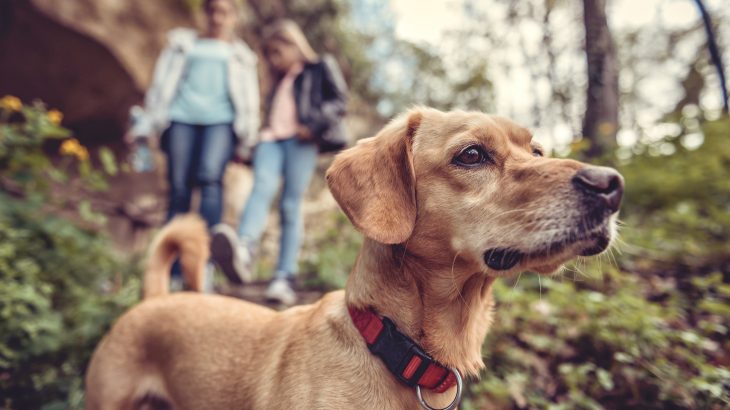 It seems that national wildlife refuges take a slightly different approach to interactions between wildlife and dogs.