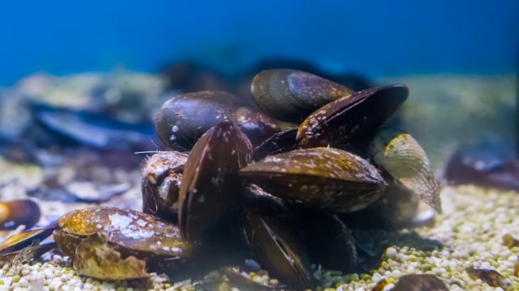 A new study has found that mussels are impacted on a molecular level by the sounds of ship motors.