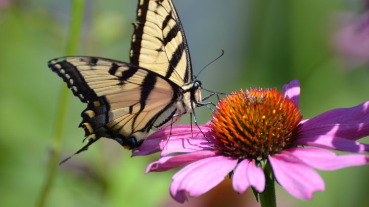 A decades-long program monitoring the butterfly abundance in Ohio has shown that the general abundance of butterflies in the region has declined 33% in the past 21 years.