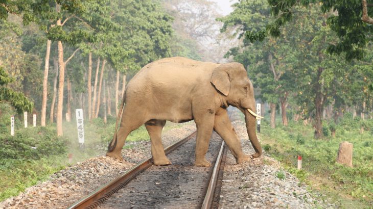 Muddy tracks left behind by elephants provide a safe hideout for a native species of frogs and their tadpoles, particularly in the dry season.
