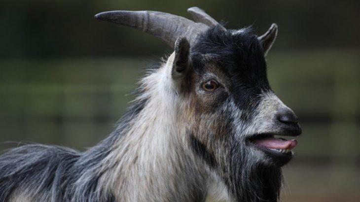 Goats can distinguish positive and negative emotions in the calls of other goats, which suggests that goats are sensitive to other goat’s emotional states.