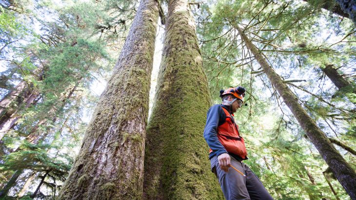 A new study has revealed that hundred-year-old Sitka spruce trees growing on Vancouver Island contain a remarkably high amount of genetic variation.