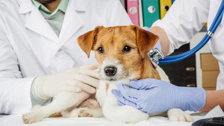 Most pet owners don’t know that their furry friend could be a candidate for blood donation or that blood banks for small animals even exist.