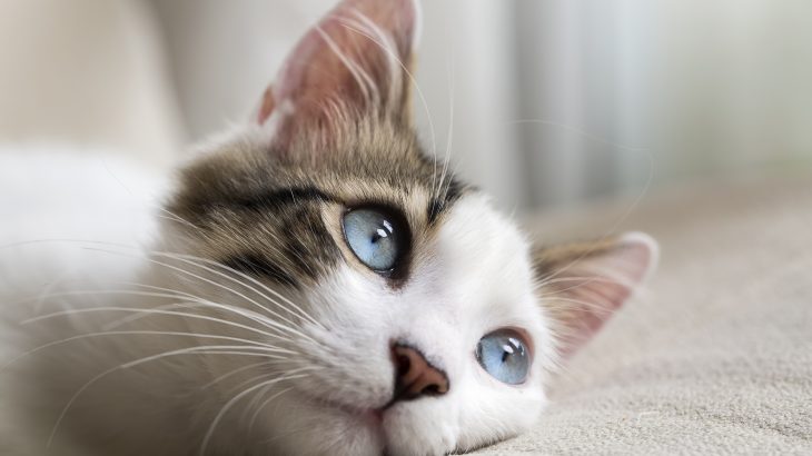 Since the first case of feline hyperthyroidism was diagnosed in 1979, it has become the most common endocrine-related disease found in older cats.