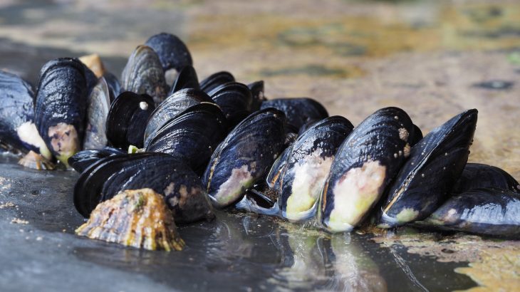 The same adhesive properties that allow mussels to aggressively attach themselves to boats also have widespread engineering applications.