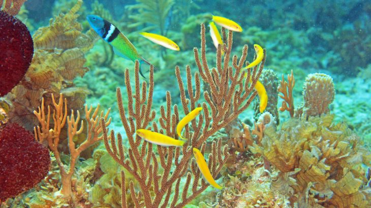 Nearly 500 species of can completely change their sex, including clownfish and the Caribbean bluehead wrasse.