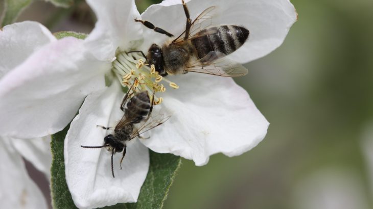 A new study is the first global assessment of how current trends in farming practices may be affecting pollinators and the crops that depend on them.