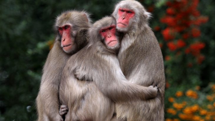 A new study from Kyoto University has revealed that the red faces of female Japanese macaques signal information about their social rank, rather than about their reproductive status.