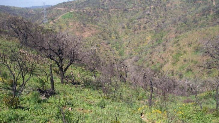 A new study has found that wildfires have a negative impact on key night-time pollinators: moths.