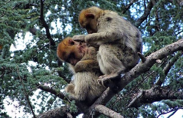 Scientists have witnessed, for the first time, the adoption of an injured juvenile by Barbary macaques.