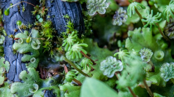 Two plants which have not shared a common ancestor in 400 million years still use the same defense against an aggressive pathogen that causes serious disease.