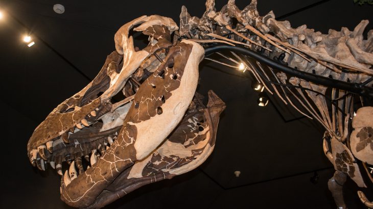 The Montana Supreme Court is currently deciding a lawsuit that could leave the matter of ownership of many famous museum fossil collections up for debate.
