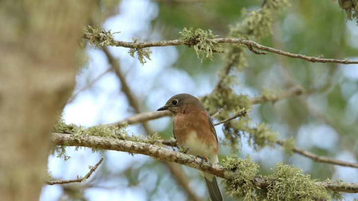 A new study led by Brown University has revealed that many conifer species will be threatened with extinction by 2070 as a result of climate change.