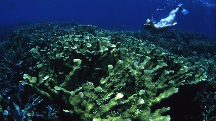 Researchers have found that increases in nitrogen levels are starving out corals and making them susceptible to bleaching.