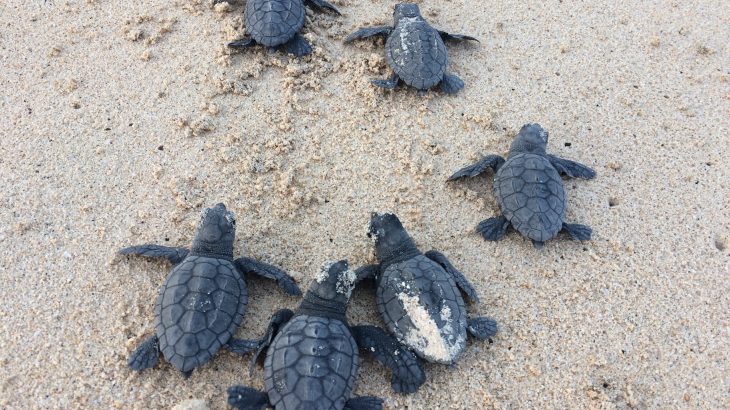 Rising temperatures caused by climate change could thwart male Cape Verde loggerhead turtles from hatching at a key breeding ground by the end of the century.