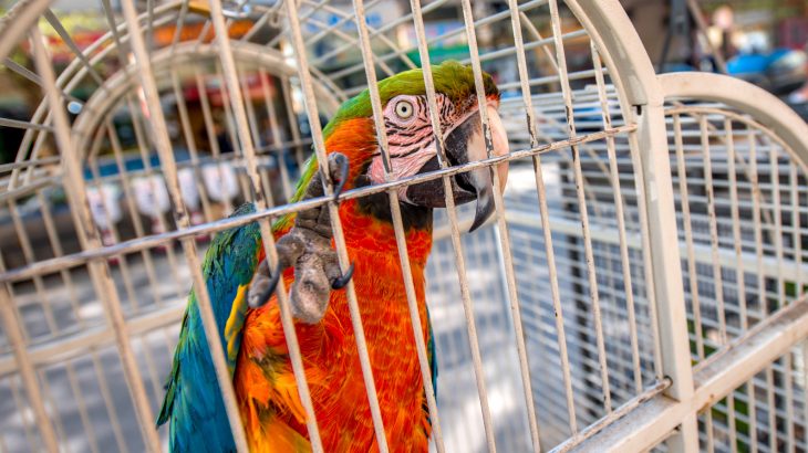 The bust was coordinated by the World Customs Organization and Interpol, seizing apes parrots, big cats and elephant tusks among other living wildlife and remains.