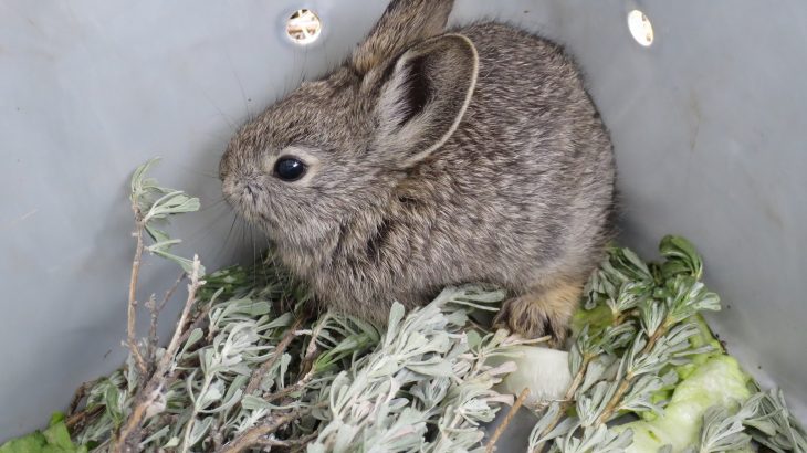 It seems that a mix of an over-friendly bias towards grazing as well as an incompetent misunderstanding of Columbia Basin pygmy rabbit diet led to the extinction of the population.