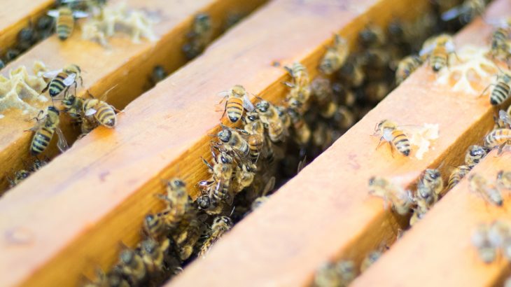Beekeepers that hold large clusters of bees in close proximity to each other are not increasing the risk of diseases spreading, according to a new study.