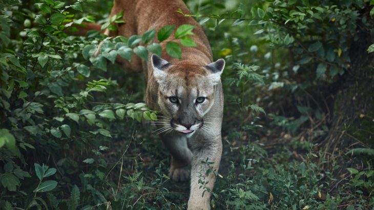 When humans are around, pumas, opossums and other medium-sized carnivorous predators hide away, keeping their movement and activity to a minimum.