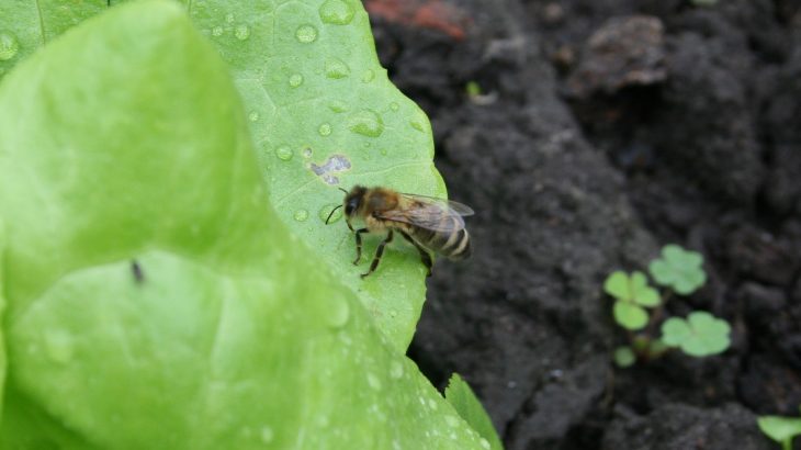 Researchers describe a novel approach to sampling neonicotinoids and other pesticides in plants – potentially explaining how bees are exposed to these chemicals.