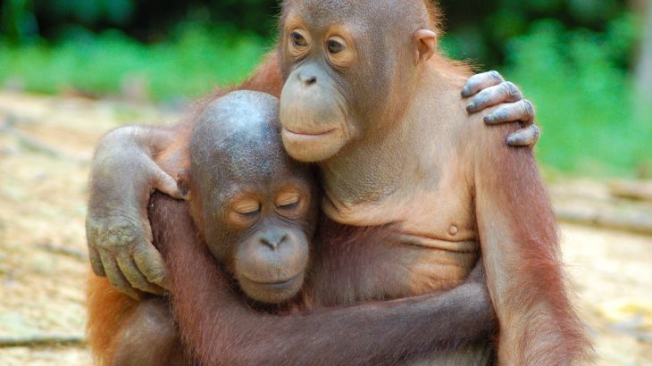 While Bornean orangutan populations within well-managed forests are stable, they have declined in areas near major oil palm plantations.
