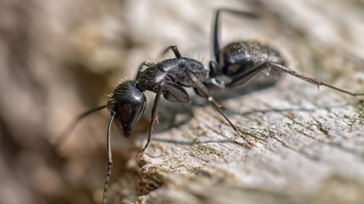 Once infected, carpenter ants will isolate themselves and climb a tall blade of grass, leaf or twig, and latch onto the vegetation with its mandibles until it dies.