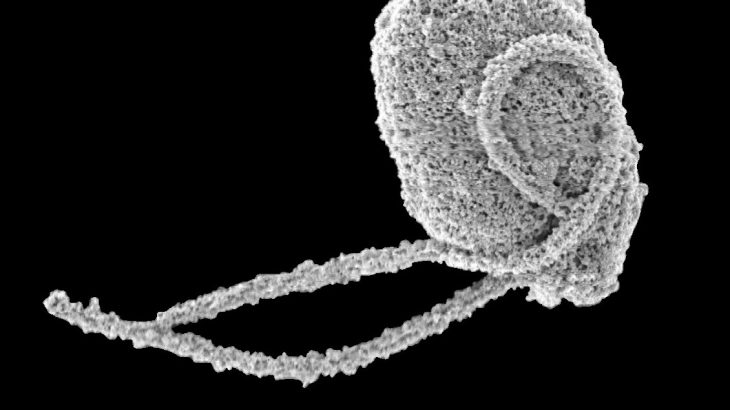 Two new organisms are seemingly relatives of an ancient organism that resembled the human-eating “triffid,” the carnivorous plant from the sci-fi novel The Day of the Triffids.