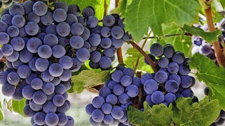 A popular plant extract found in grapes and red wine could help Mars explorers stay strong during the nine-month journey from Earth to the Red planet.