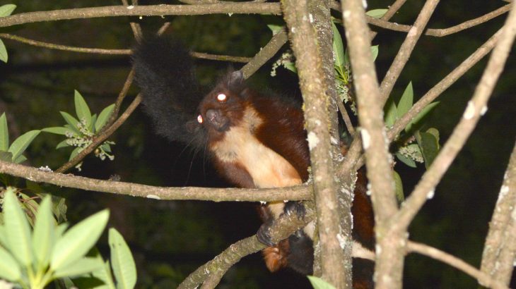The individual was initially classified as a Namdapha flying squirrel, a species that is critically endangered due to hunting and habitat loss.