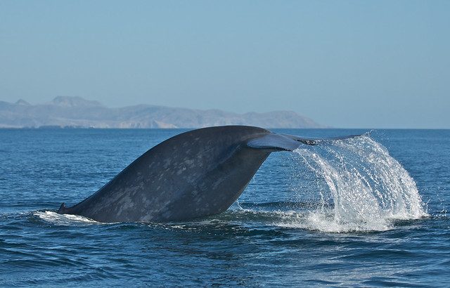 Scientists at the Oregon State University Marine Mammal Institute have used a statistical model to predict the feeding behavior of blue whales.