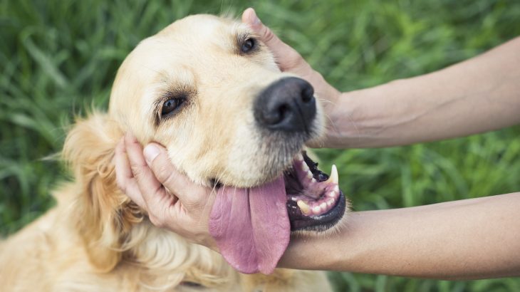 Many universities have initiated "Pet Your Stress Away" programs to give college students the opportunity to interact with cats and dogs to help alleviate stress.